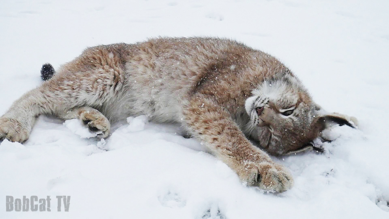 April walk with a trot near St. Petersburg - My, April, Spring, Snow, Lynx, Dog, Katyavaleeva