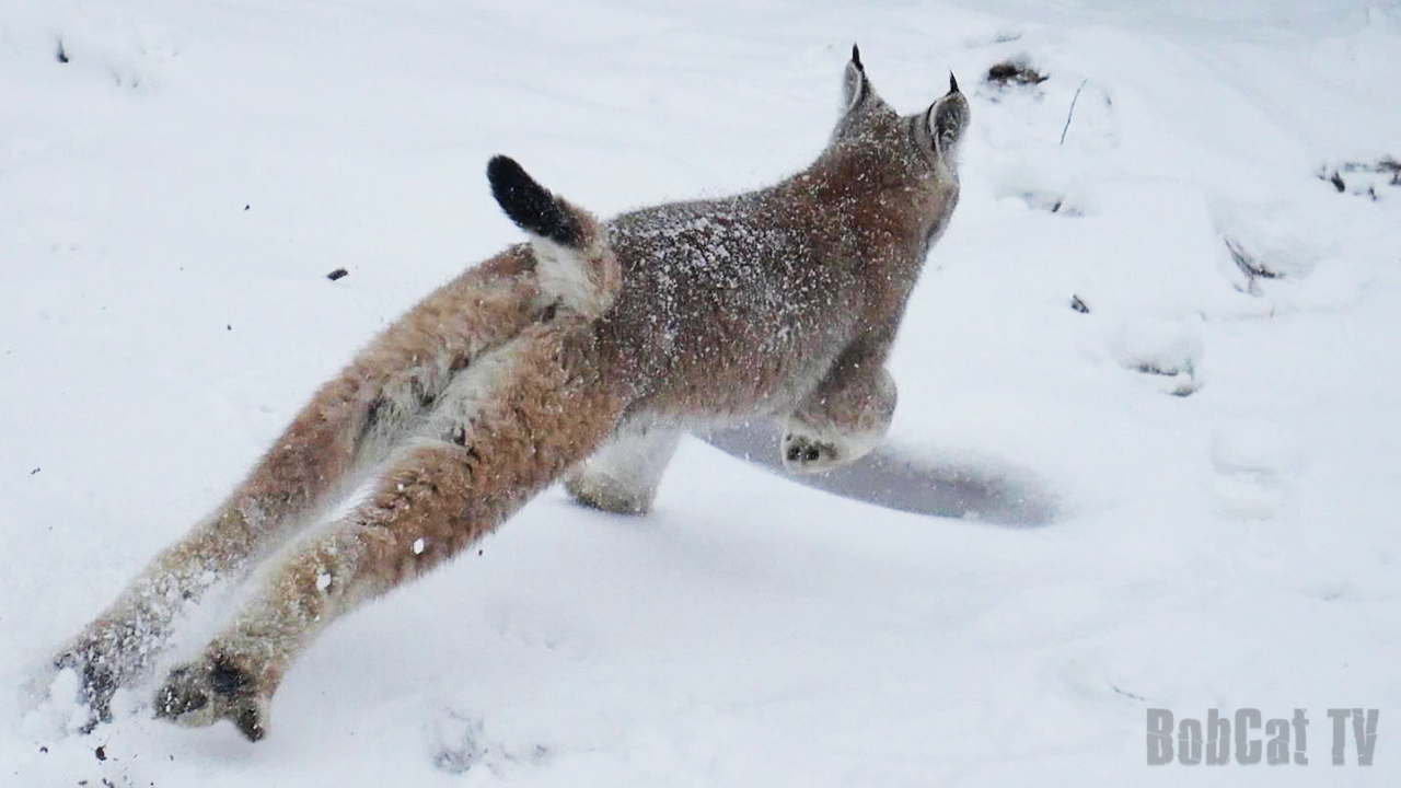 April walk with a trot near St. Petersburg - My, April, Spring, Snow, Lynx, Dog, Katyavaleeva