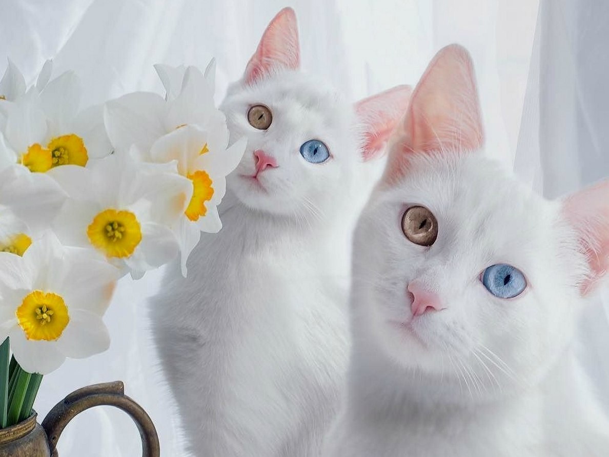 white charms - cat, Heterochromia, Longpost