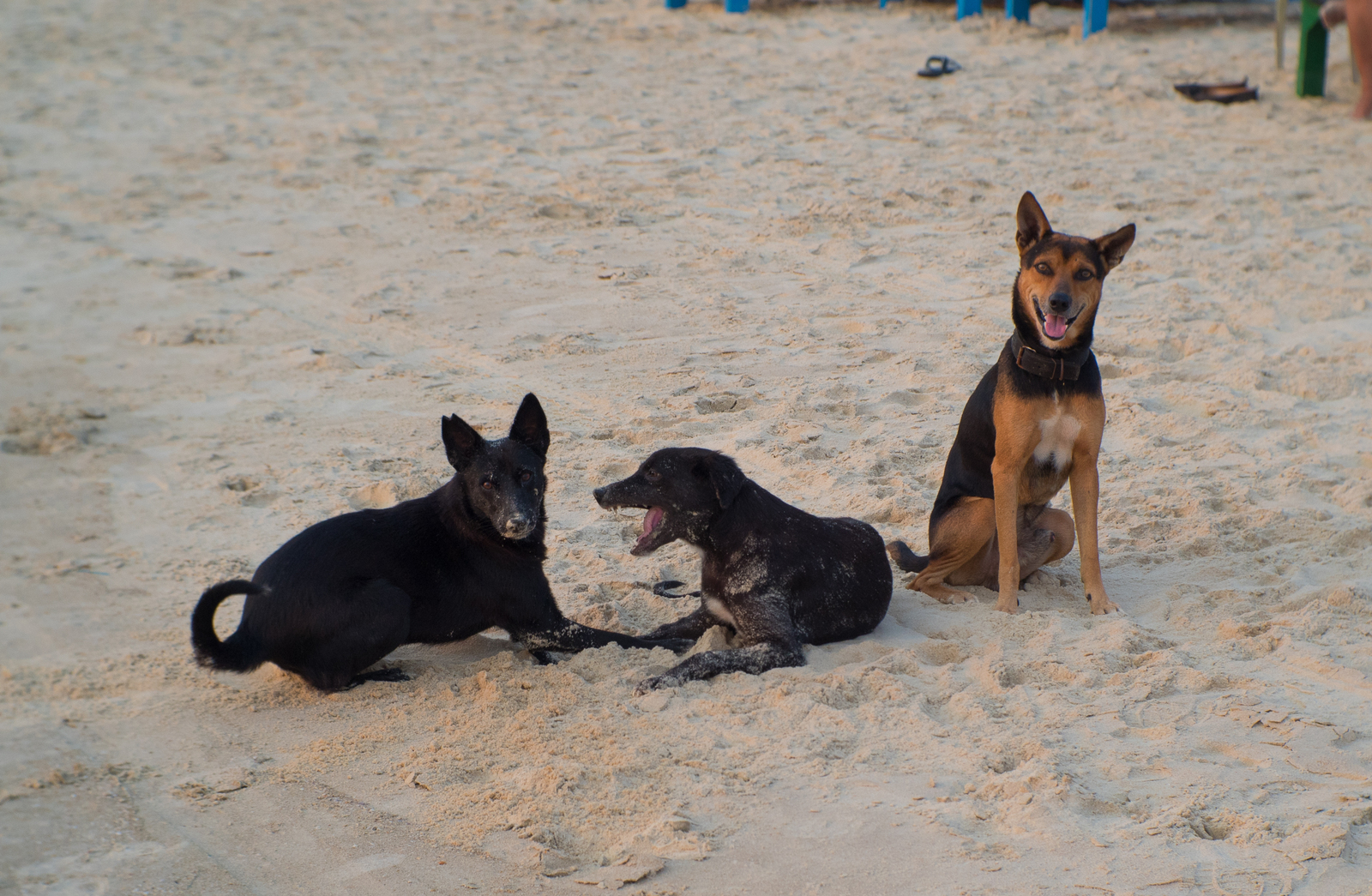 Three friends - My, The photo, Dog, India, Goa, Emotions, Olympus, , My