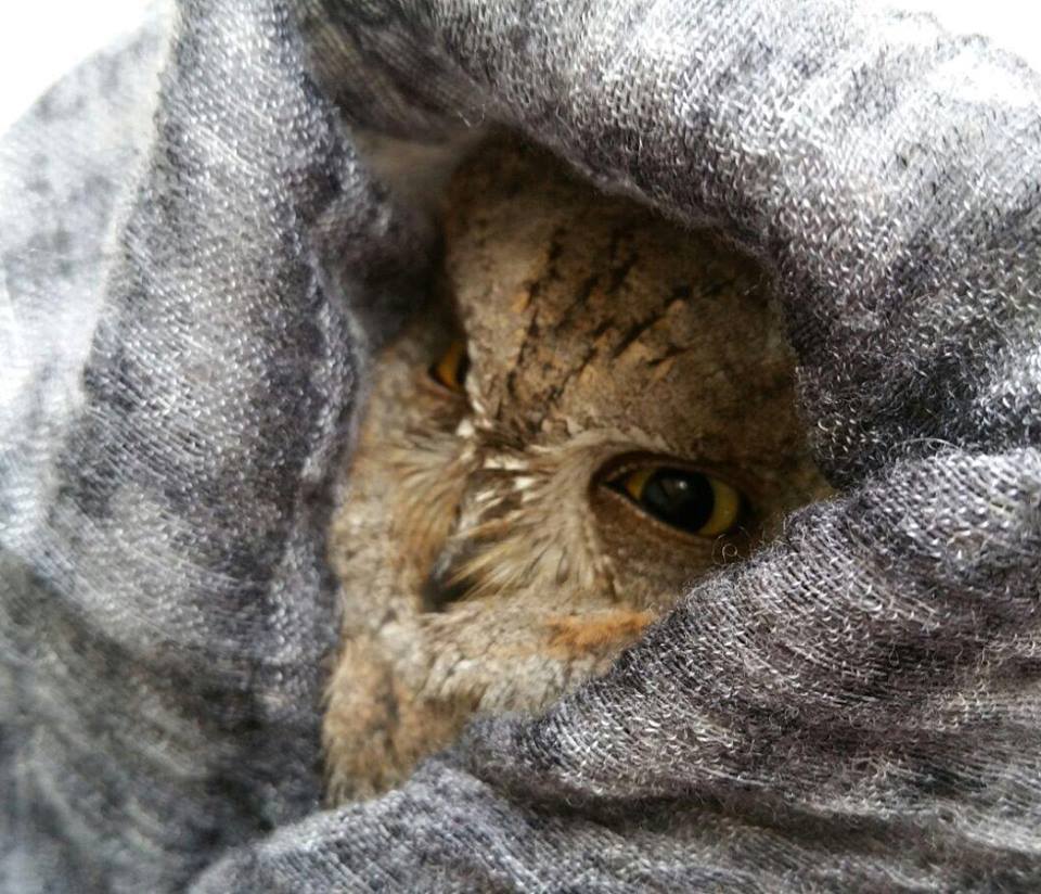 Everyday life of firefighters in a small Spanish town - My, Firefighters, Spain, The rescue, Owl, Otter, Bees, A life, Longpost