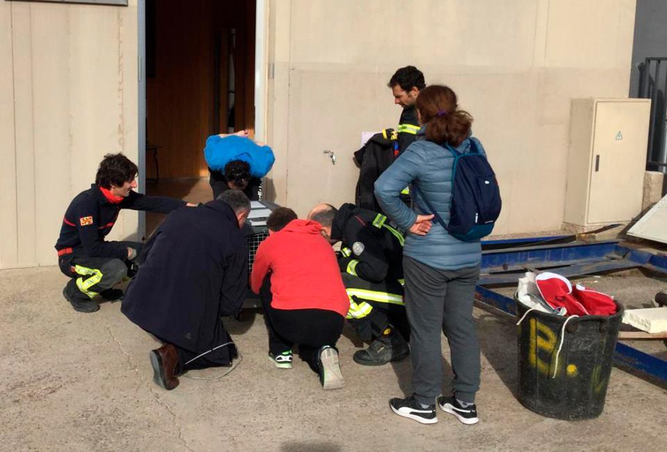 Everyday life of firefighters in a small Spanish town - My, Firefighters, Spain, The rescue, Owl, Otter, Bees, A life, Longpost