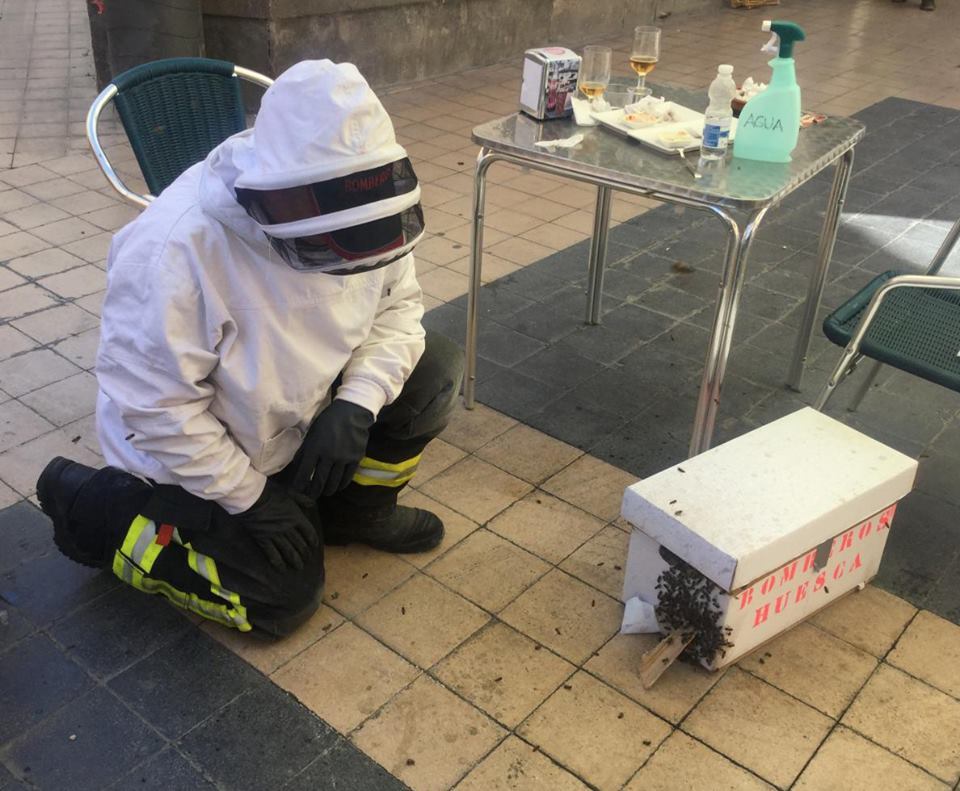 Everyday life of firefighters in a small Spanish town - My, Firefighters, Spain, The rescue, Owl, Otter, Bees, A life, Longpost