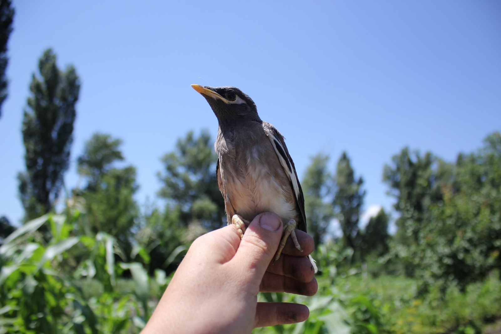 Starling - My, Starling, Indian Starling, The photo