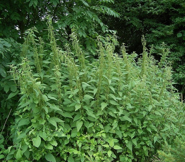 Vague doubts. Stinging nettle. - Old school, Not everyone will understand, Guys will understand, Plants, Shkolota do not understand