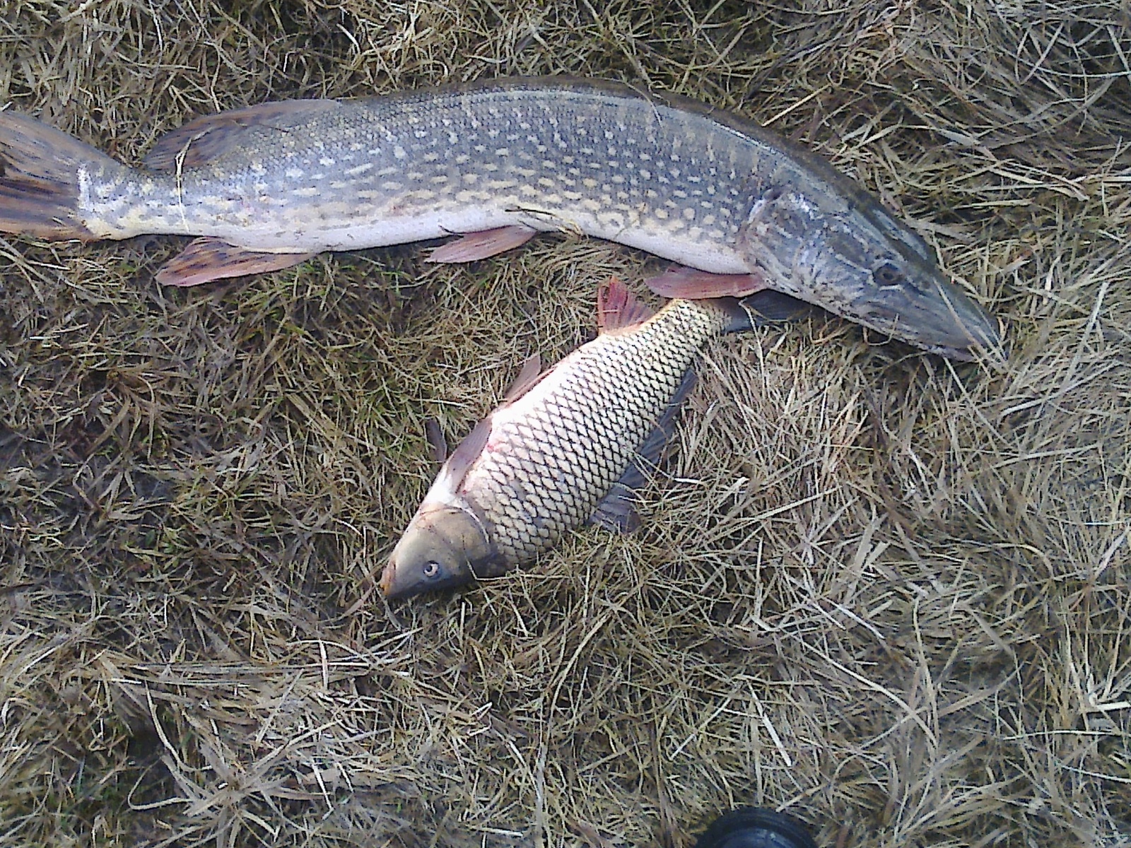 Today's catch - My, Carp, Pike