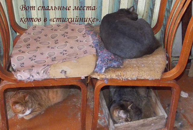 About the natural disaster in Stepyanka - My, cat, In good hands, Help, Animals, Helping animals, Minsk, Kindness, Longpost