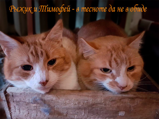 About the natural disaster in Stepyanka - My, cat, In good hands, Help, Animals, Helping animals, Minsk, Kindness, Longpost