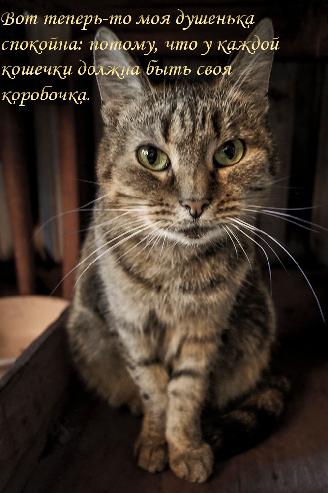 About the natural disaster in Stepyanka - My, cat, In good hands, Help, Animals, Helping animals, Minsk, Kindness, Longpost