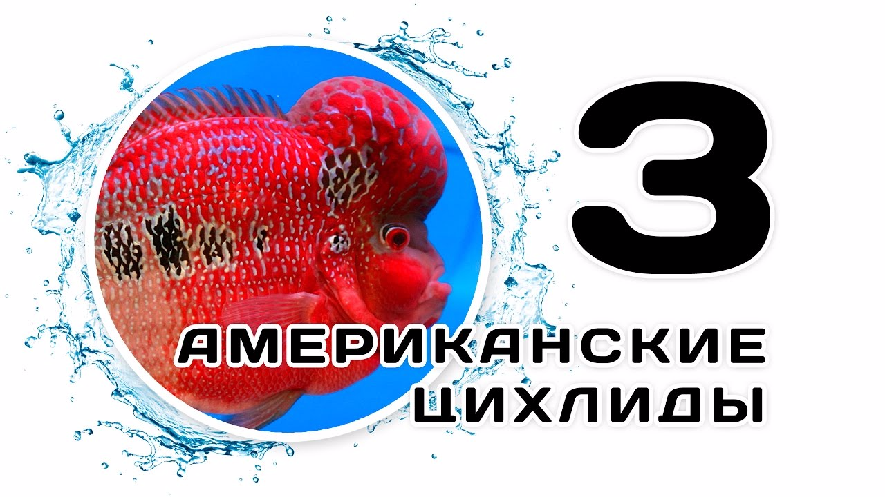 American cichlids. Part 3. Flower Horn. red parrot - Aquarium, Aquarium fish, American cichlids, , , Scalariki, Video, Longpost