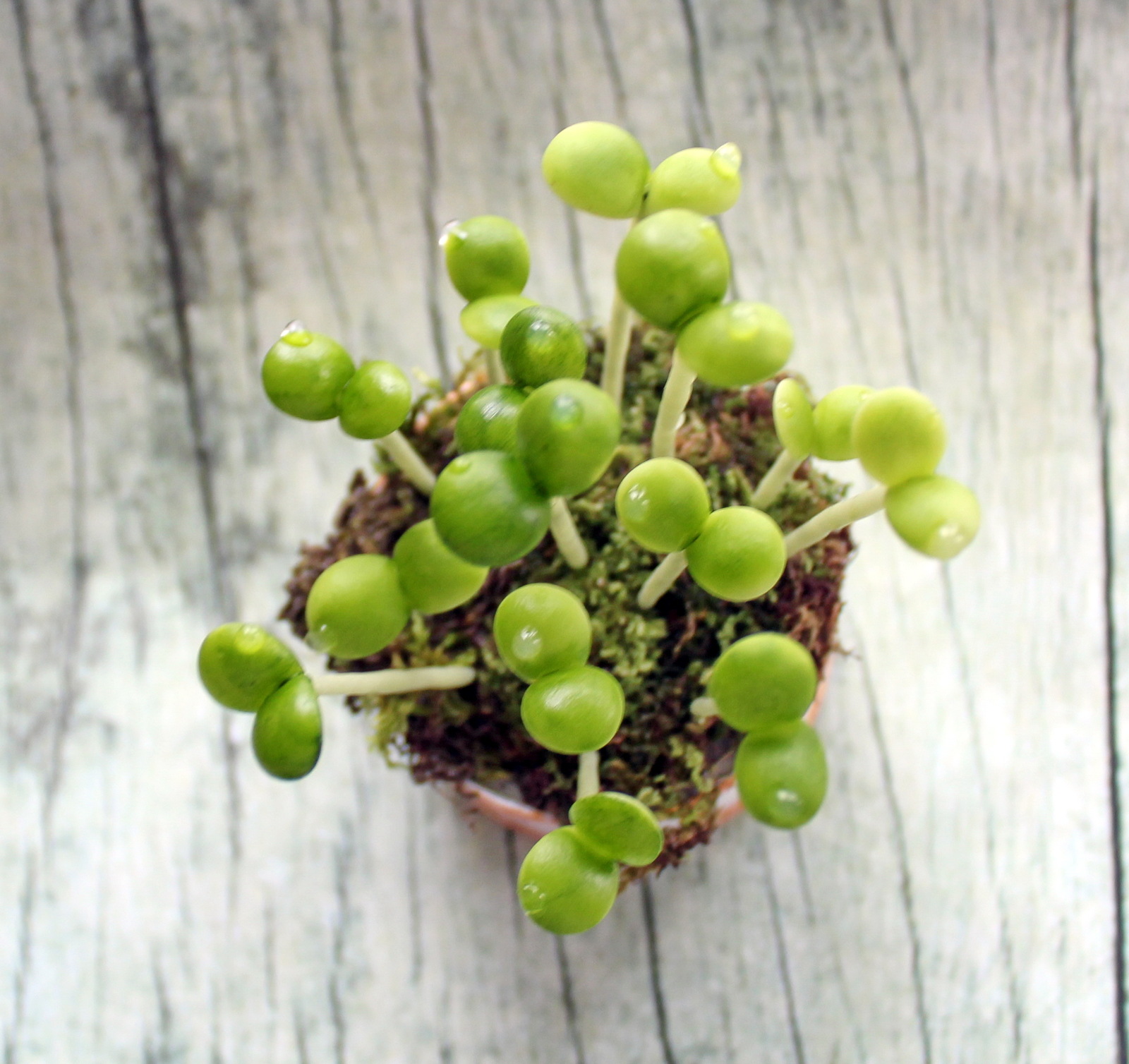 spring sprouts - My, Polymer clay, Лепка, , Longpost