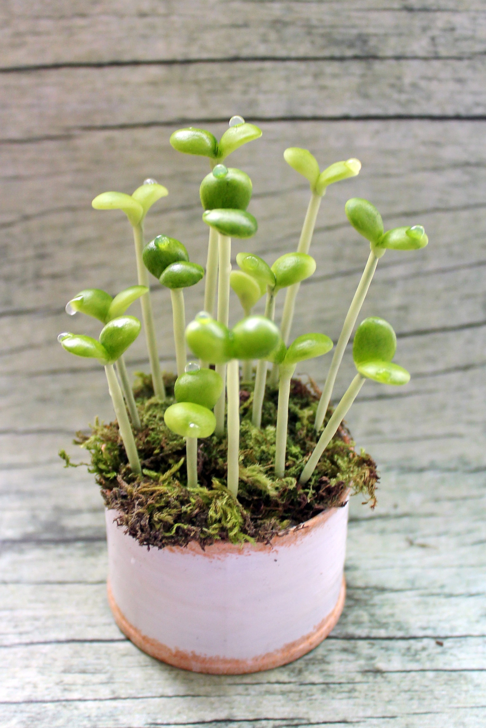 spring sprouts - My, Polymer clay, Лепка, , Longpost