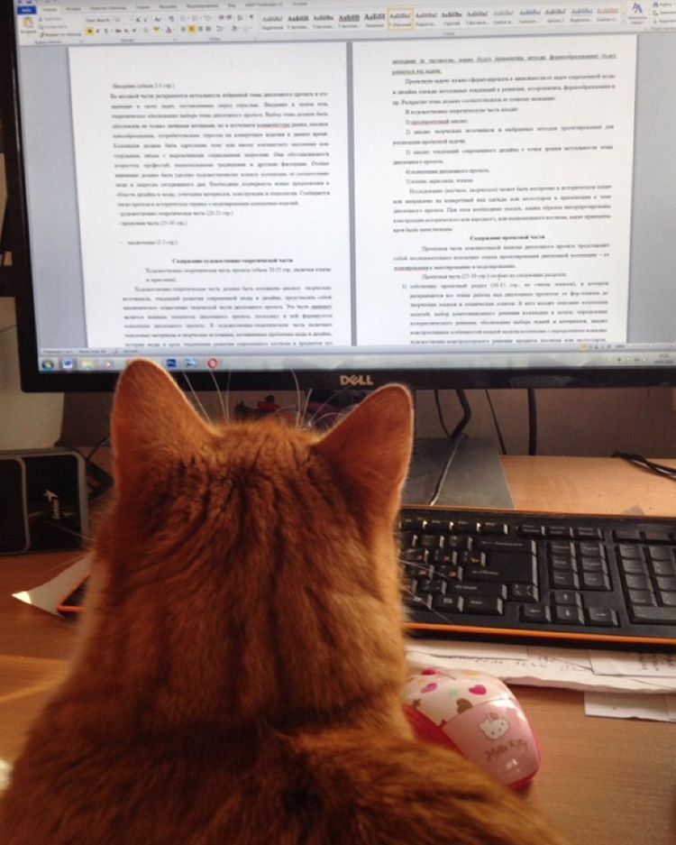 My feline assistant and how Benjamin controlled the process of writing a diploma - My, cat, Milota, friendship, , Diploma, Longpost