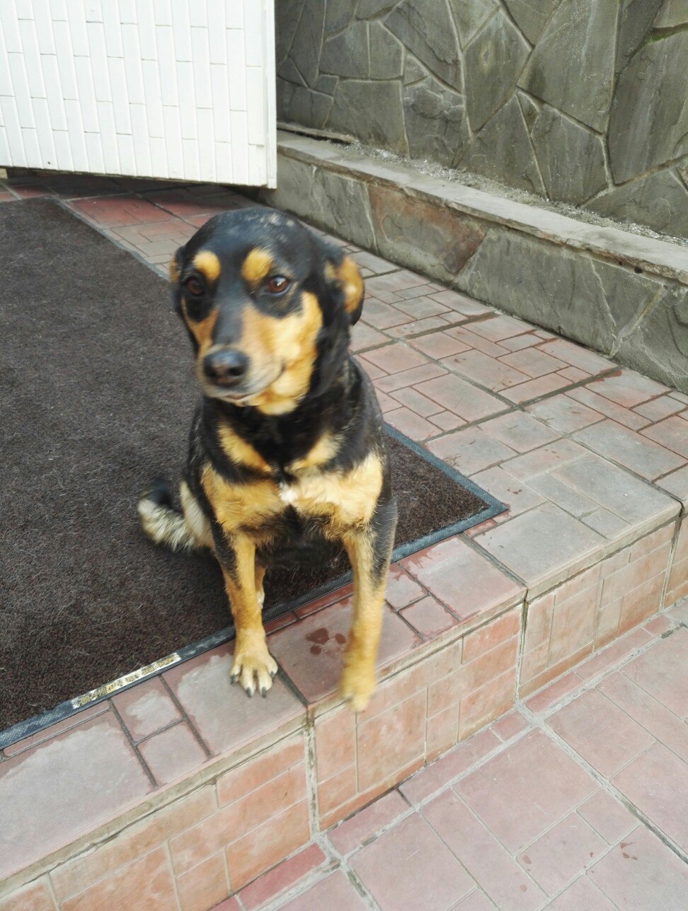 Sweet dog looking for owner! - My, Dog, Rostov-on-Don, Help, Cur, In good hands, Longpost