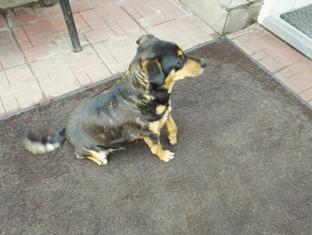 Sweet dog looking for owner! - My, Dog, Rostov-on-Don, Help, Cur, In good hands, Longpost