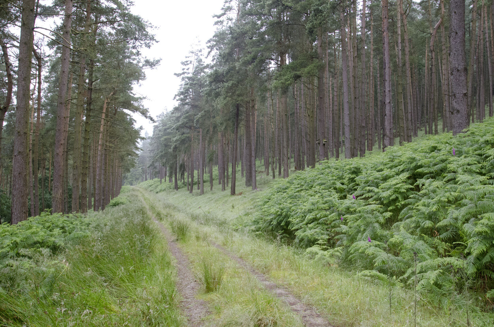 Trekking in the Peak District, UK - My, Hike, Great Britain, Western, Yorkshire, Nature, Forest, Lake, Tourism, Longpost