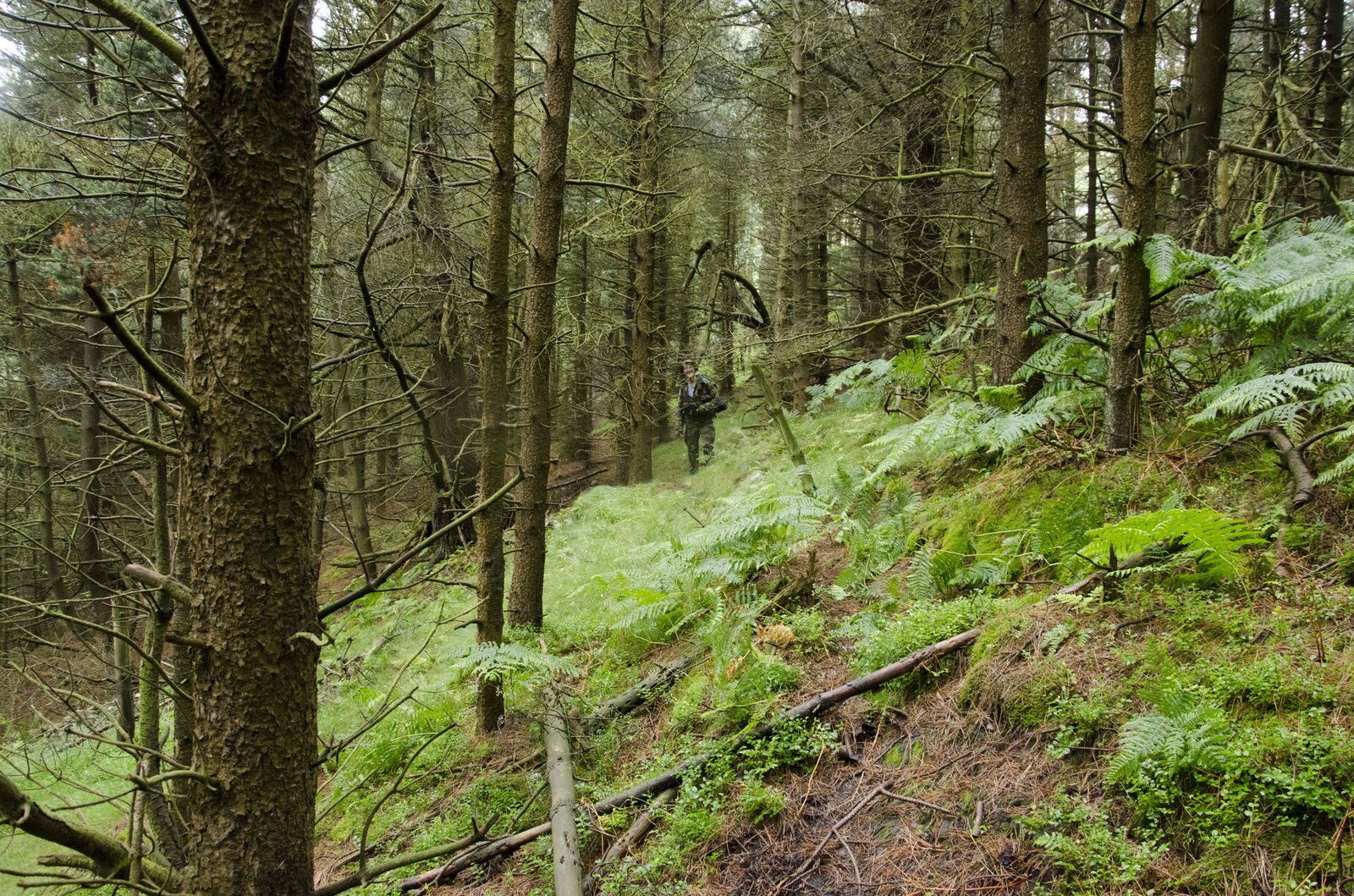 Trekking in the Peak District, UK - My, Hike, Great Britain, Western, Yorkshire, Nature, Forest, Lake, Tourism, Longpost