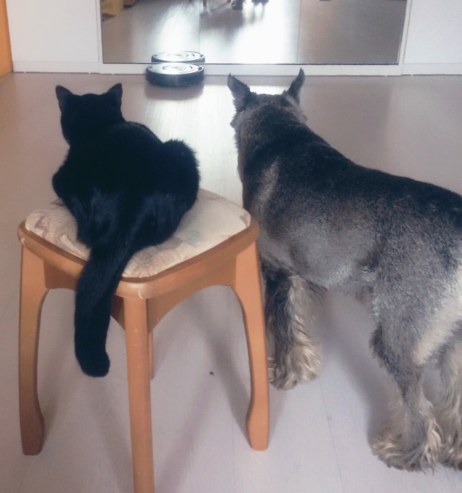 Common enemy - My, cat, Dog, Schnauzers, Standard Schnauzer, Pet, Rise of the Machines, Robot, A vacuum cleaner, Pets