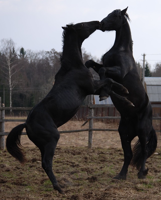 Horse post. - The photo, , Animals, Nature, Longpost