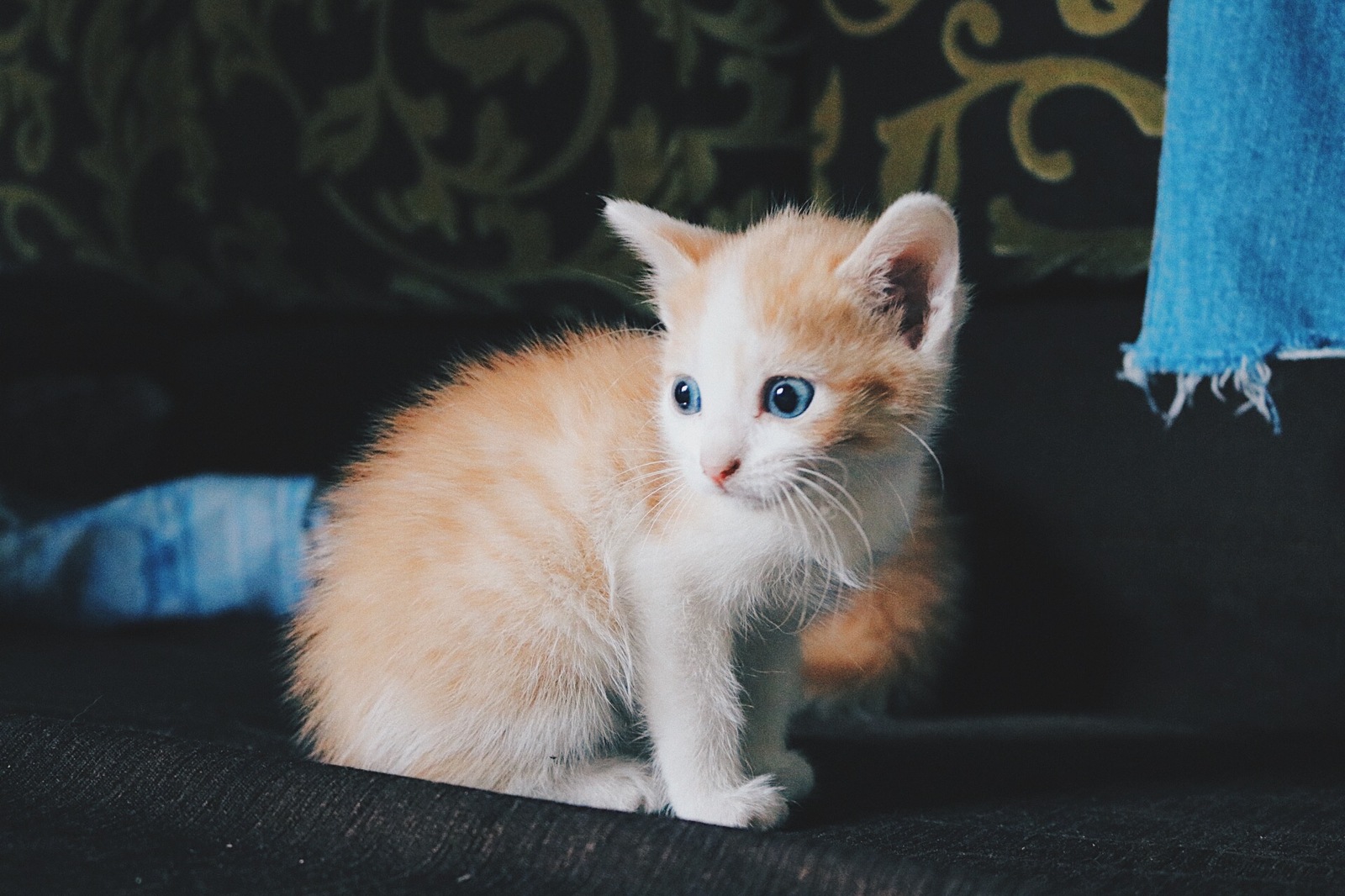 Отдам в добрые руки замечательного котенка! - Моё, Отдам, Отдамвхорошиерруки, В добрые руки, Кот, Бесплатно, Длиннопост