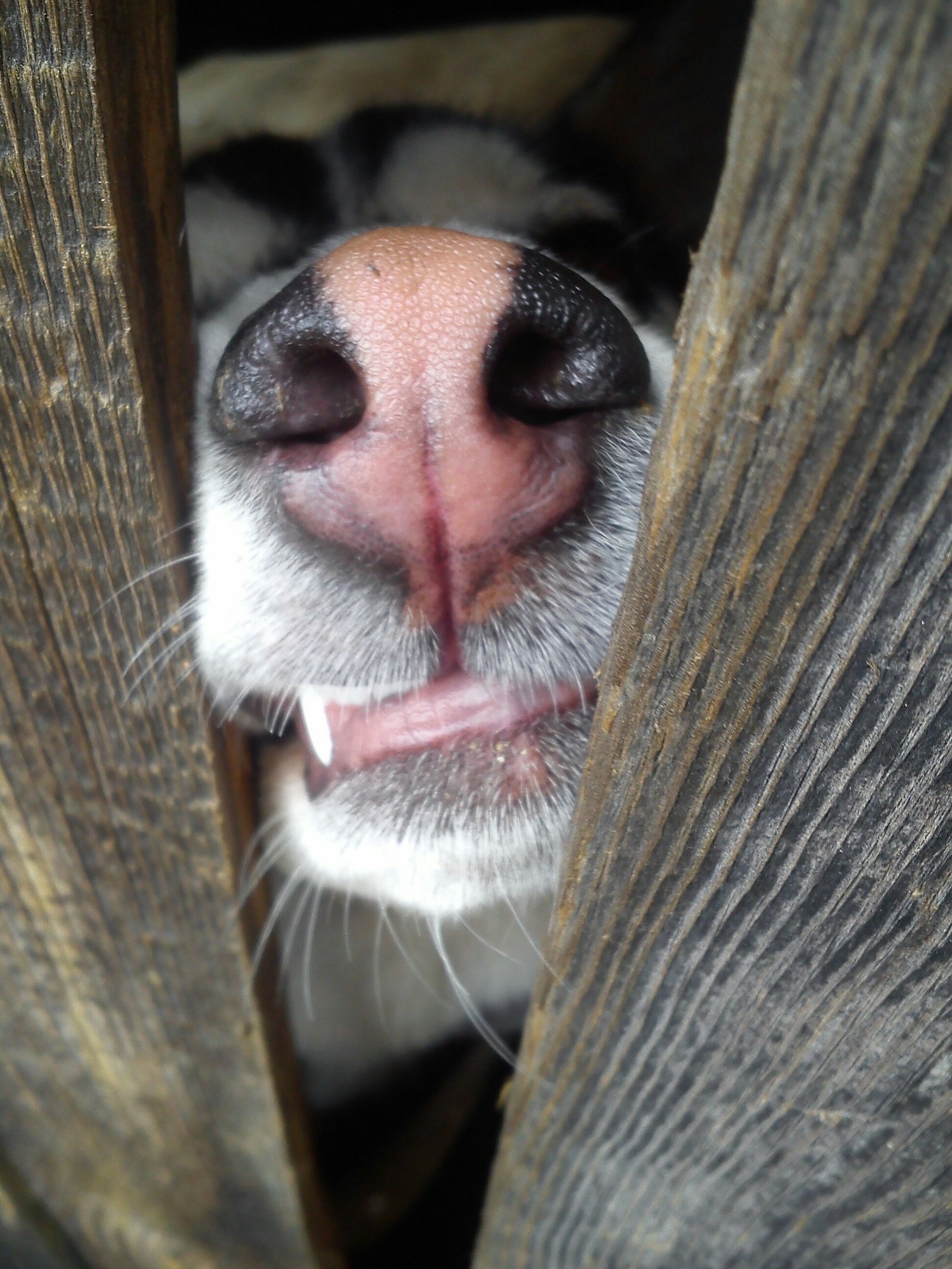 Curiosity - My, Husky, Dog, Curiosity