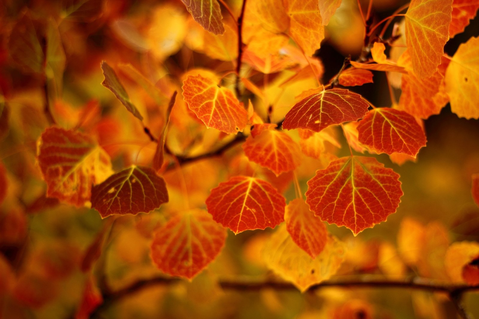 Autumn in Siberia - The photo, Nature, Tyva Republic, Longpost