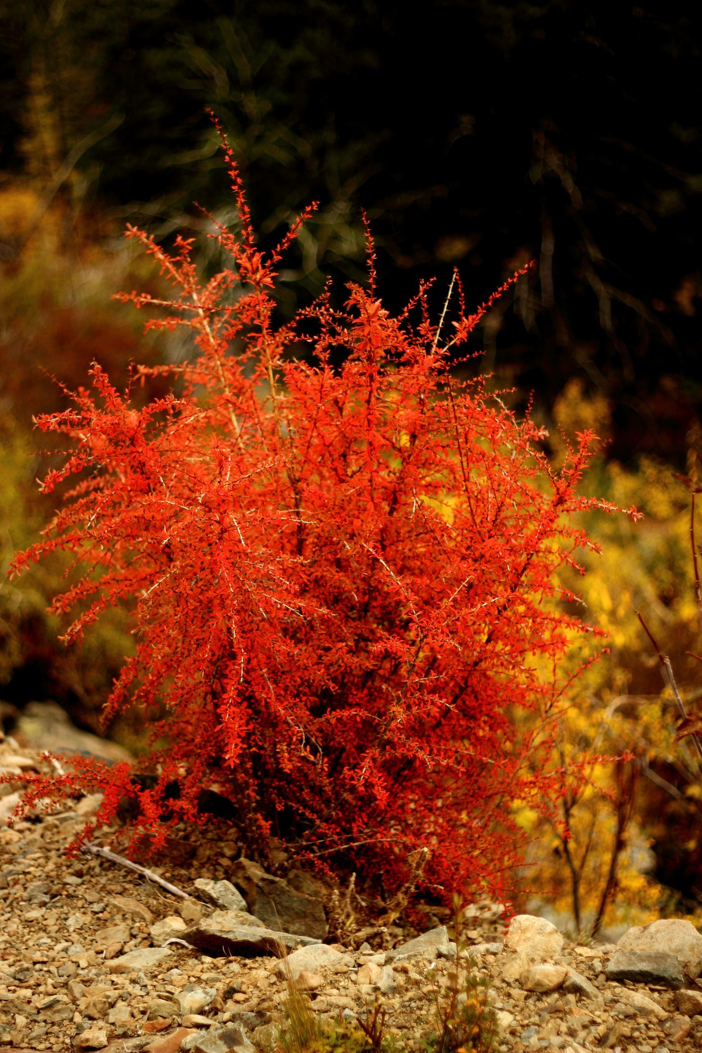 Autumn in Siberia - The photo, Nature, Tyva Republic, Longpost