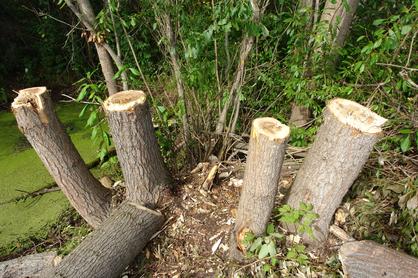 Poplars from Uncle Vanya - My, Poplar, Landscape design, Village, Vacation, Stump, Pond, Logging, 