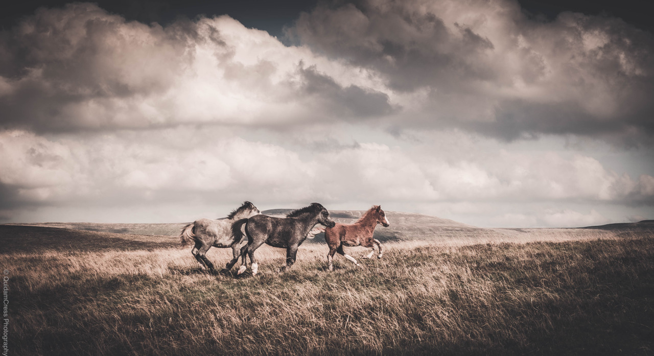 Horse post. - The photo, , Animals, Nature, Longpost