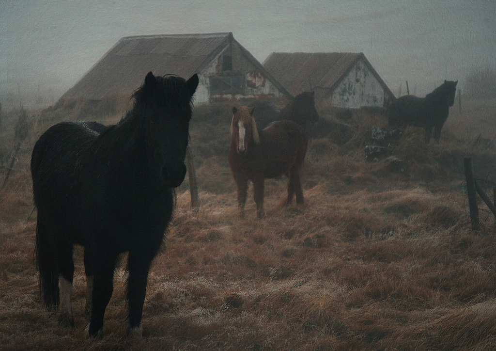 Horse post. - The photo, , Animals, Nature, Longpost