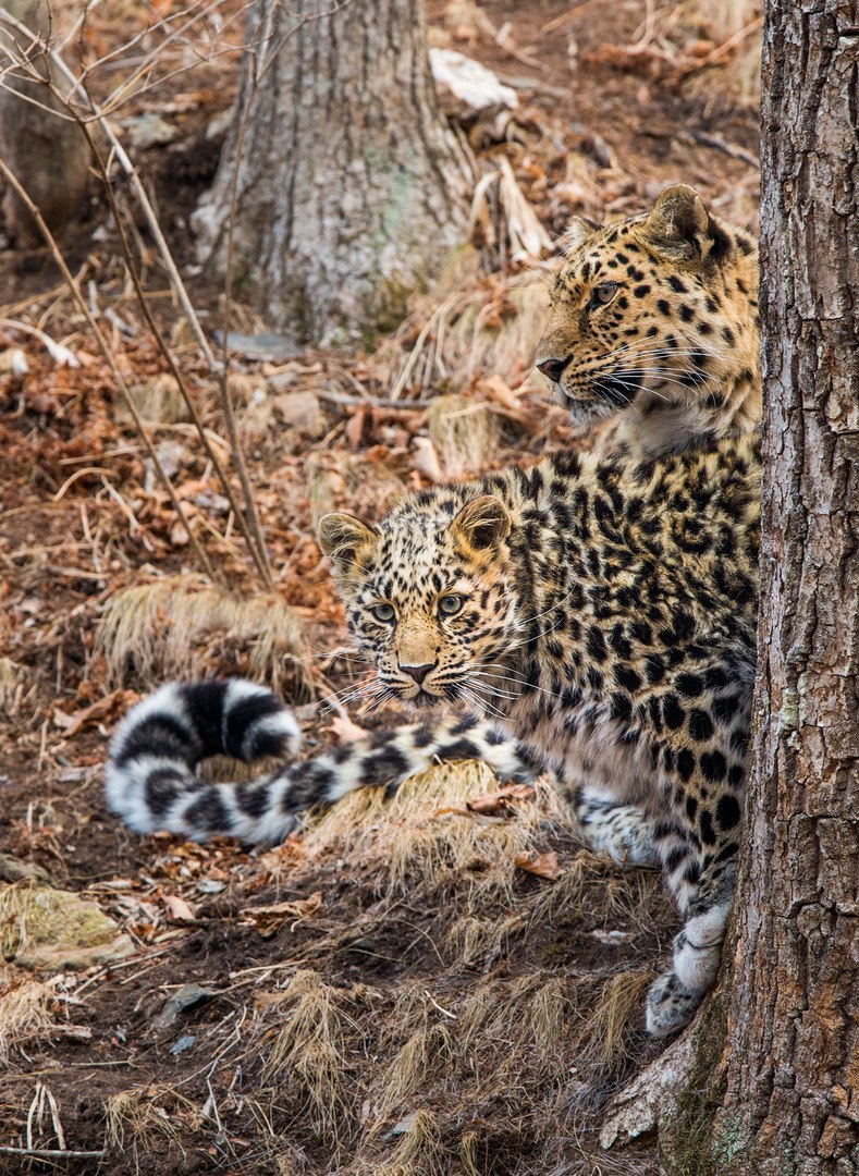 disguise - The photo, Leopard, Mum, Young, Primorsky Krai, Russia