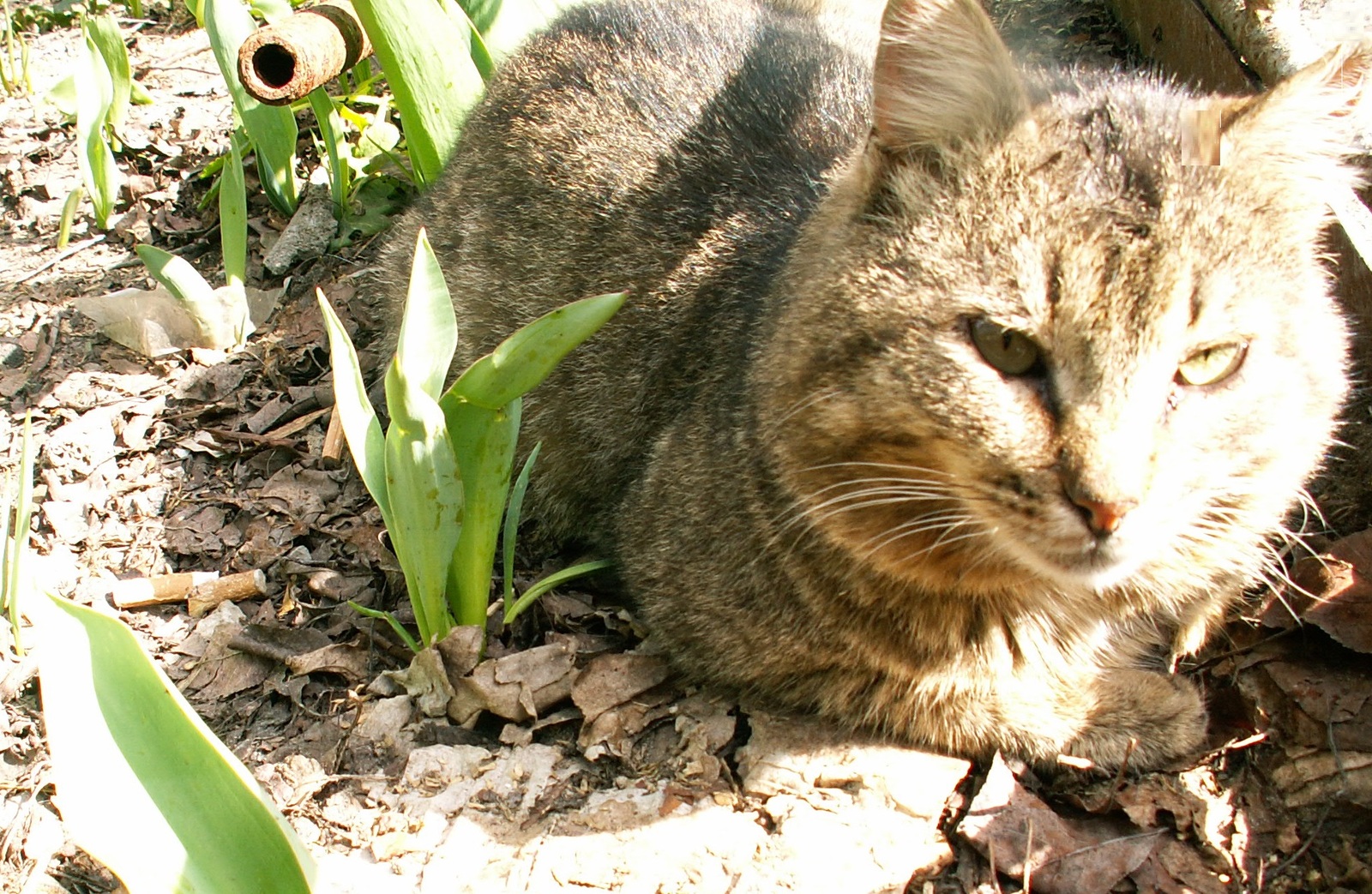 Mustachioed terrorist - 9 - My, Cotoland, Shelter, Lipetsk, Humor, Life stories, cat, Taking over the world, Longpost, Shelter Cotoland