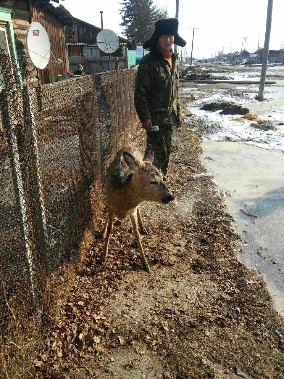 In Yakutia, dogs nearly killed a roe deer - Yakutia, Amga, Roe, The rescue, The photo, Video, Longpost