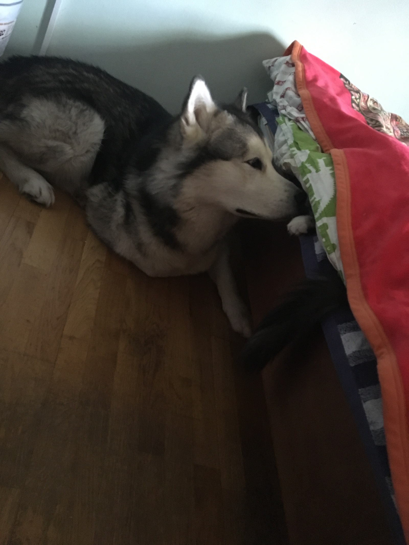 Tired toys sleep 2 - My, Alaskan Malamute, Dog, cat, Maine Coon, Longpost