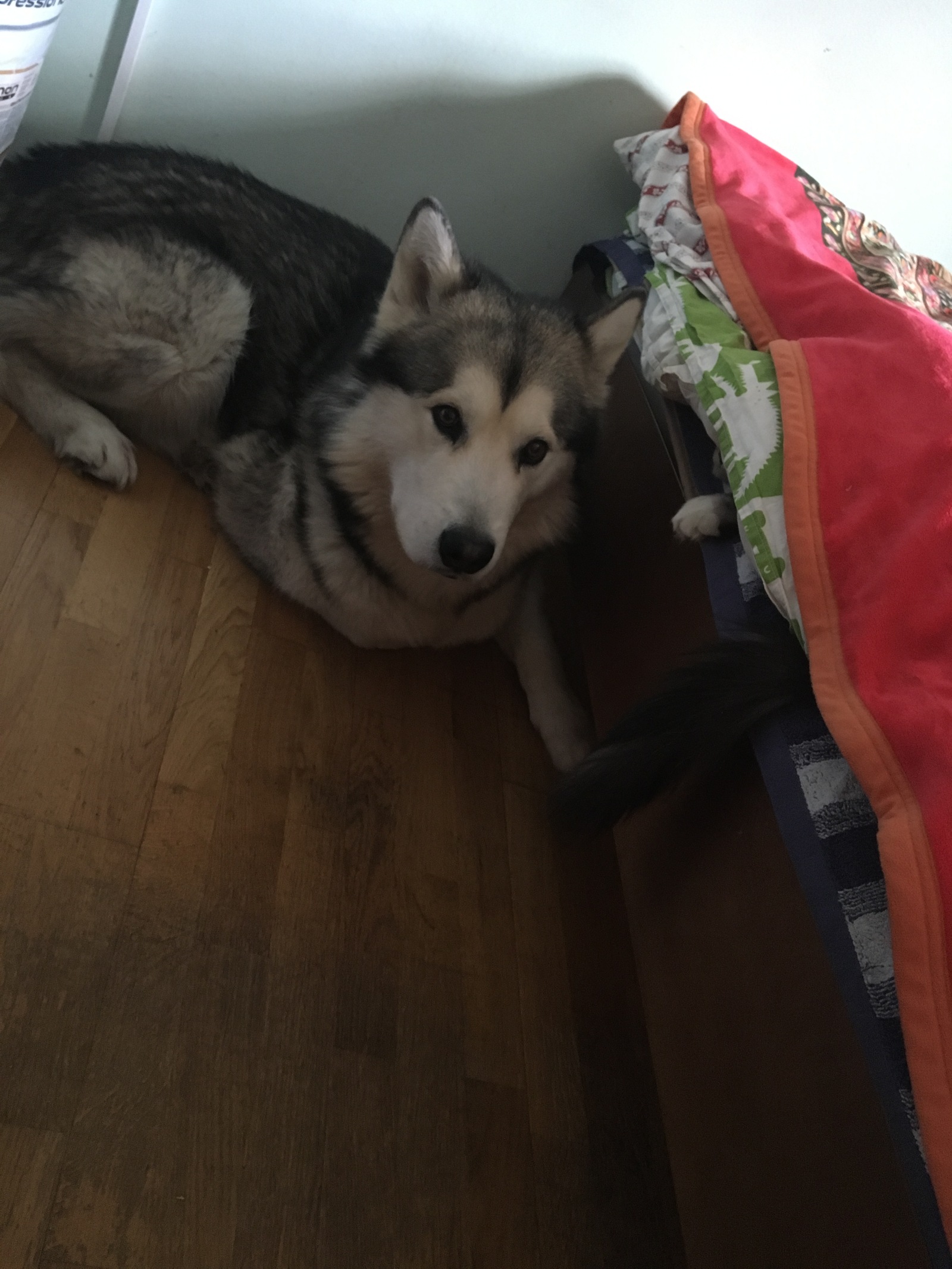 Tired toys sleep 2 - My, Alaskan Malamute, Dog, cat, Maine Coon, Longpost