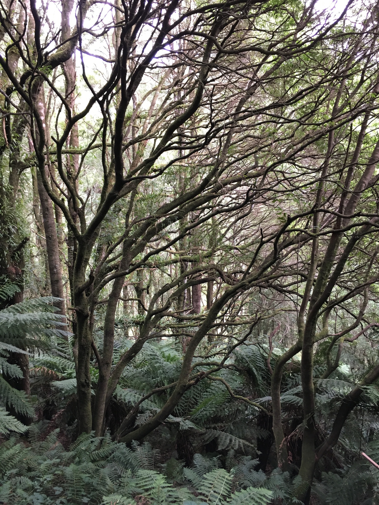 Beech forest, VIC, Australia - Моё, Австралия, Мельбурн, Штат Виктория, Водопад, Кемпинг, Длиннопост