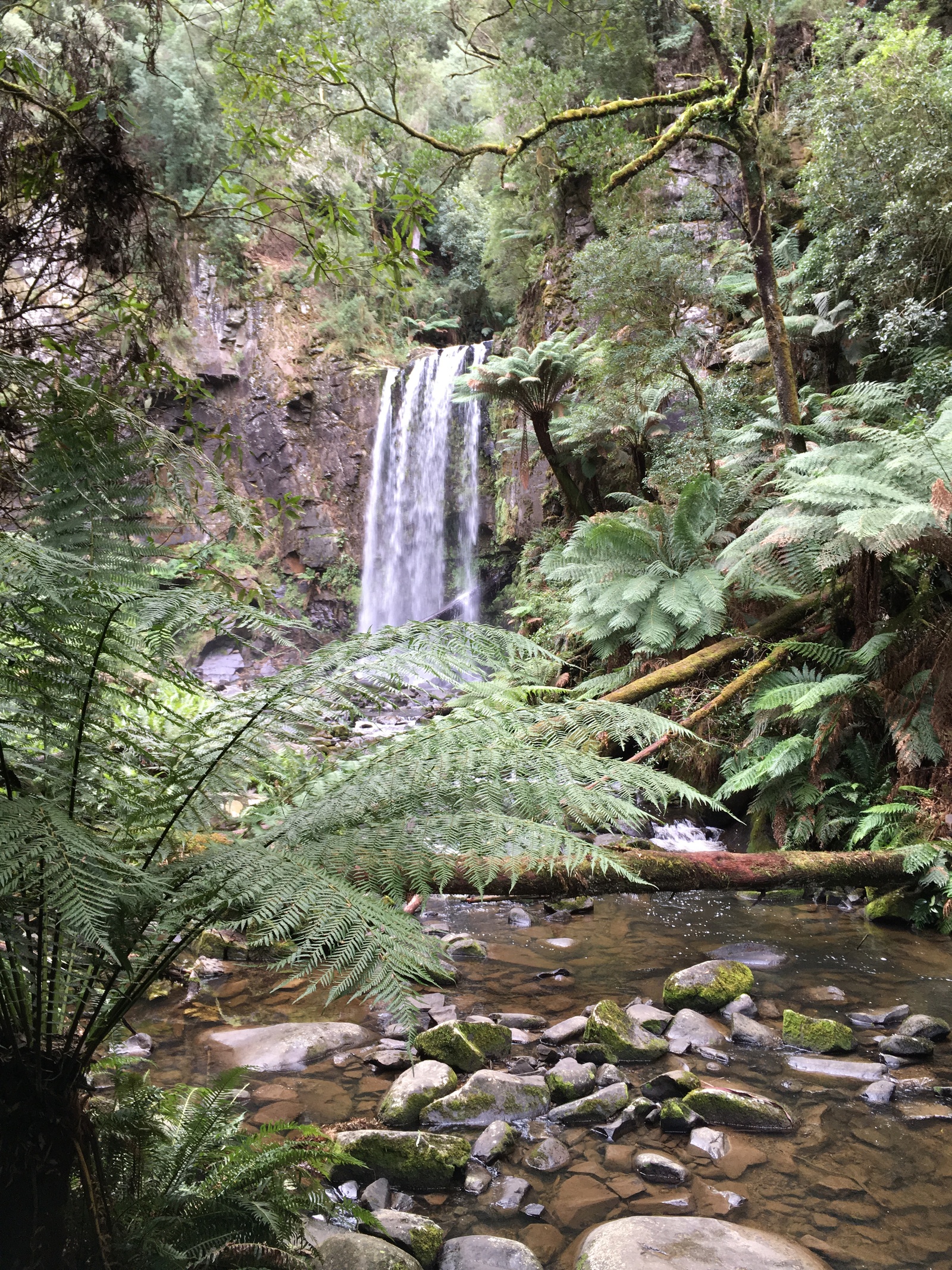 Beech forest, VIC, Australia - Моё, Австралия, Мельбурн, Штат Виктория, Водопад, Кемпинг, Длиннопост