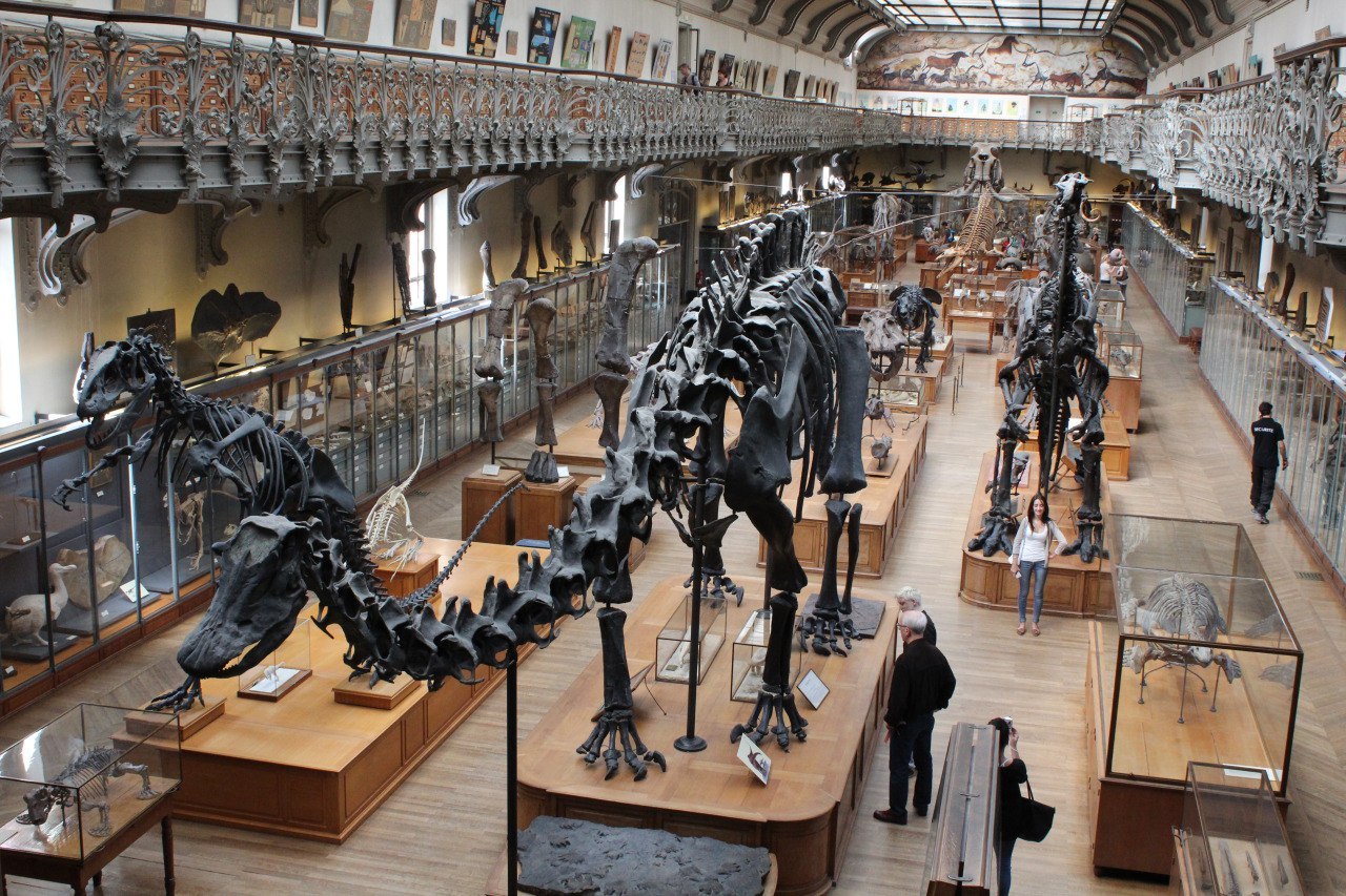 палеонтологический музей экспонаты