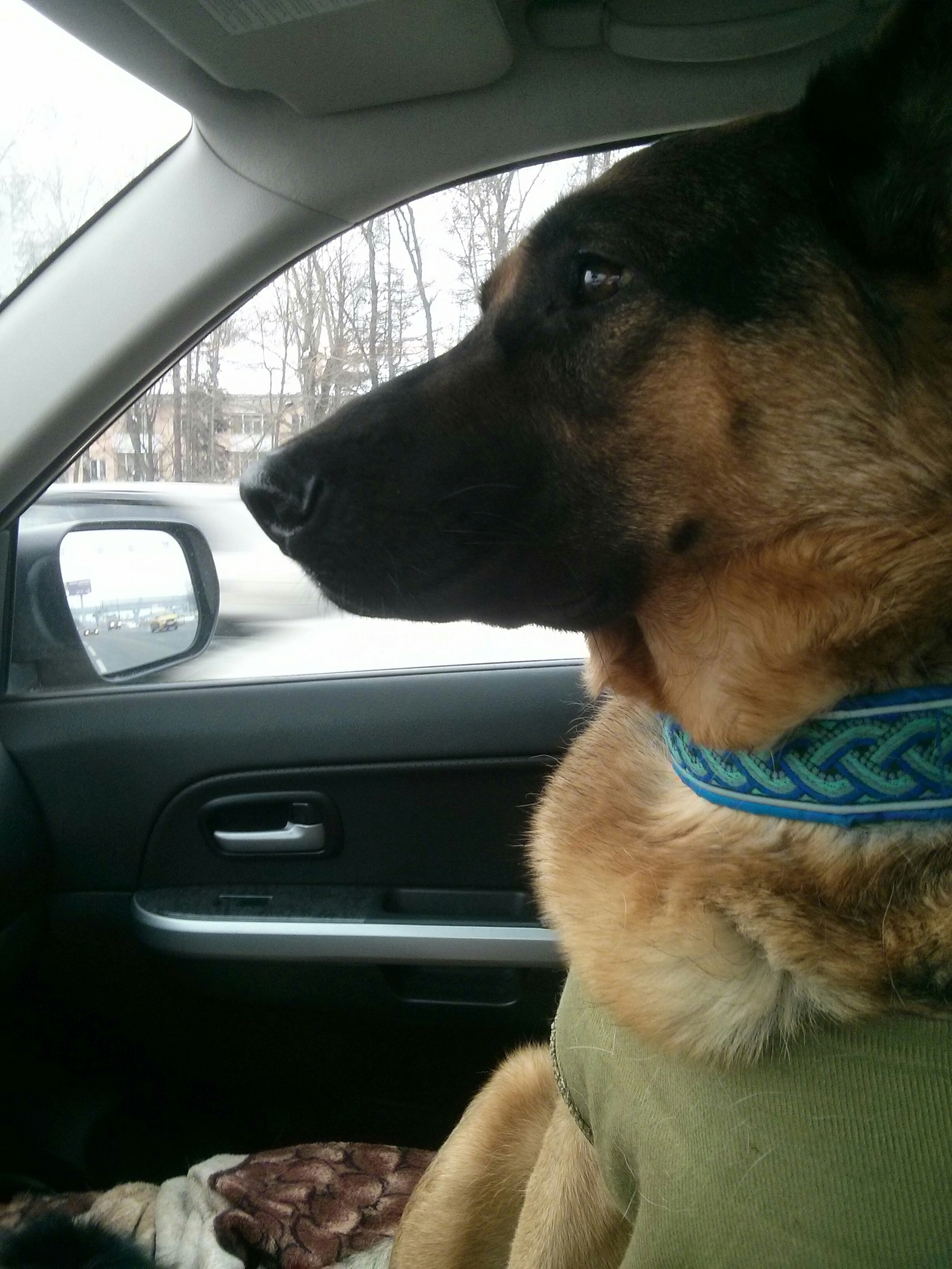 I am Alina's mother. - My, Dog, German Shepherd