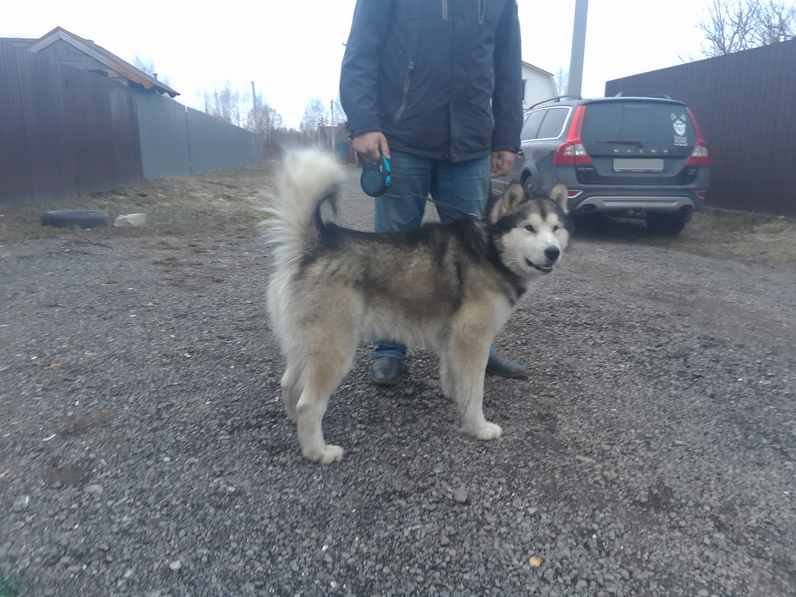 Found Malamute Fryazino - My, Alaskan Malamute, Found, Dog, Help, Moscow region, Fryazino