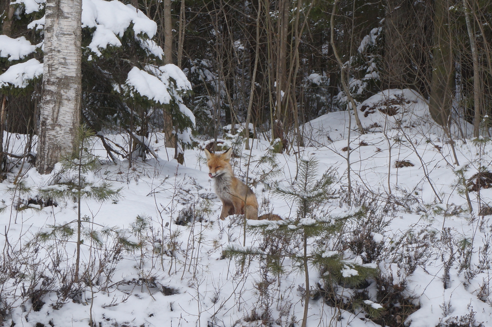 Fluffy - My, Fox, The photo, Leningrad region