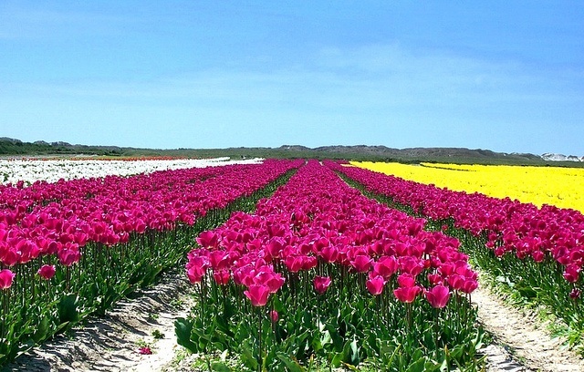 From Brittany with love. - My, France, Brittany, Absolutely tourist post, beauty, Tulips, Surfing, Text, Longpost