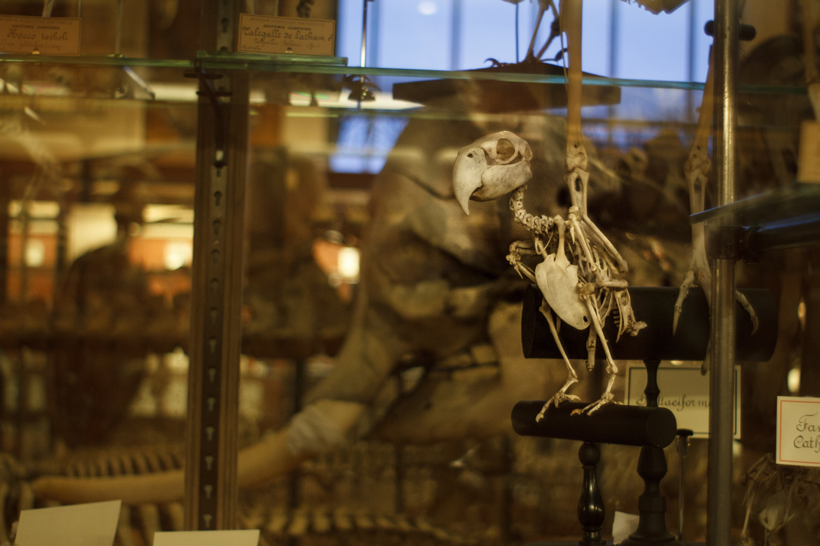 Museum of Paleontology in Paris Vol.2 - My, Museum, Paleontology, Paris, Longpost