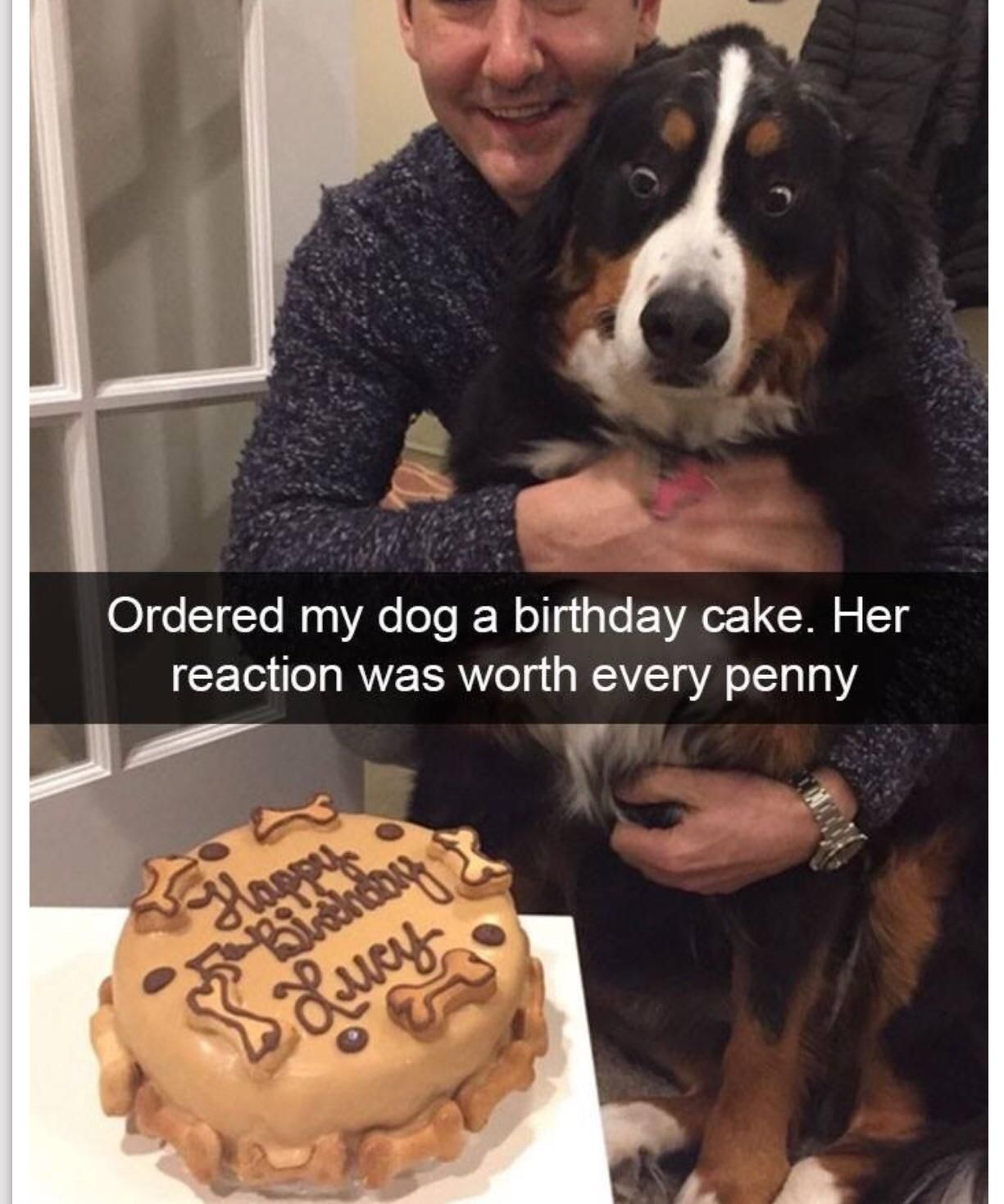 Birthday cake. - Dog, Animals, Cake, Birthday, Person