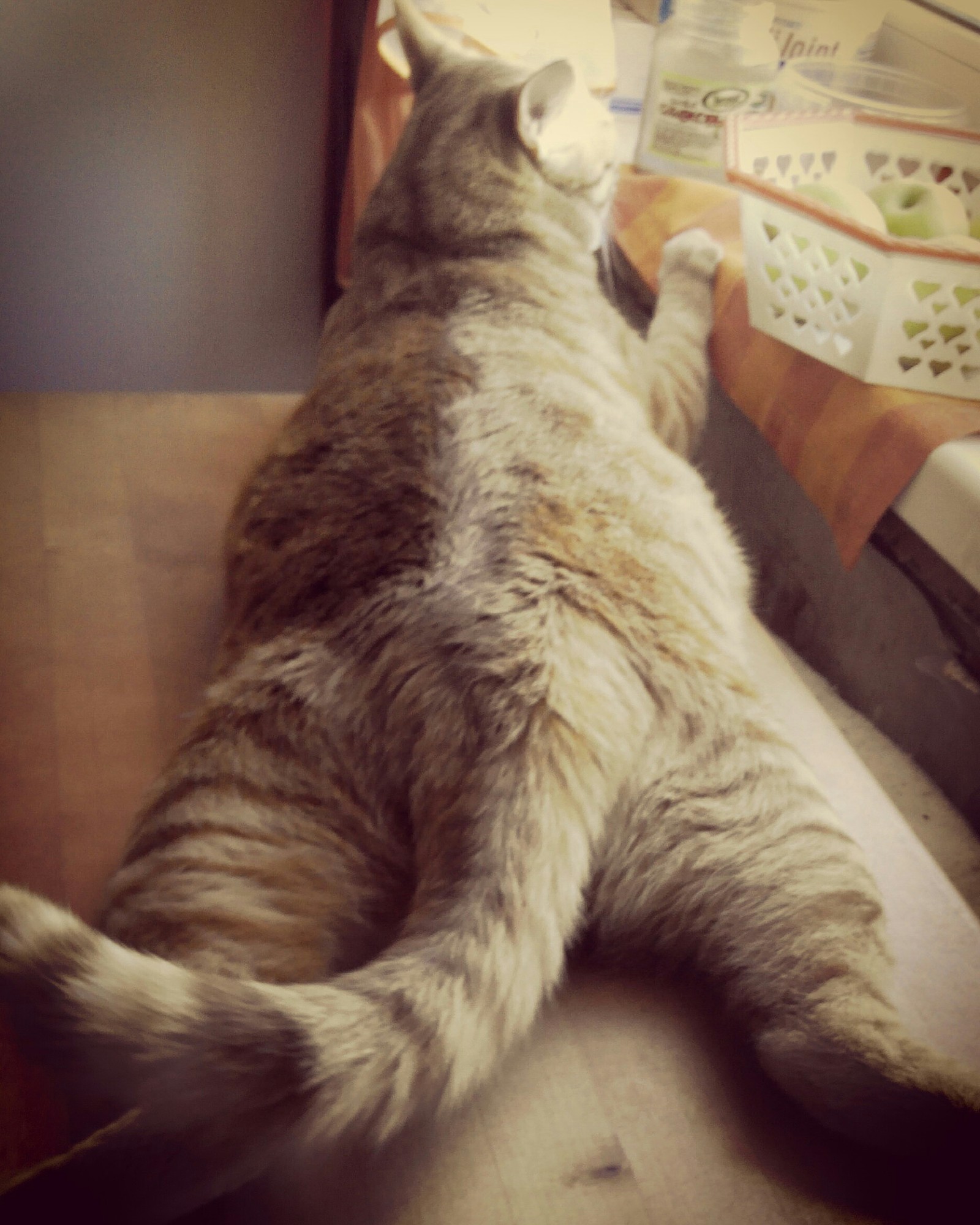 And how is your day off? - My, cat, The photo, Humor, 