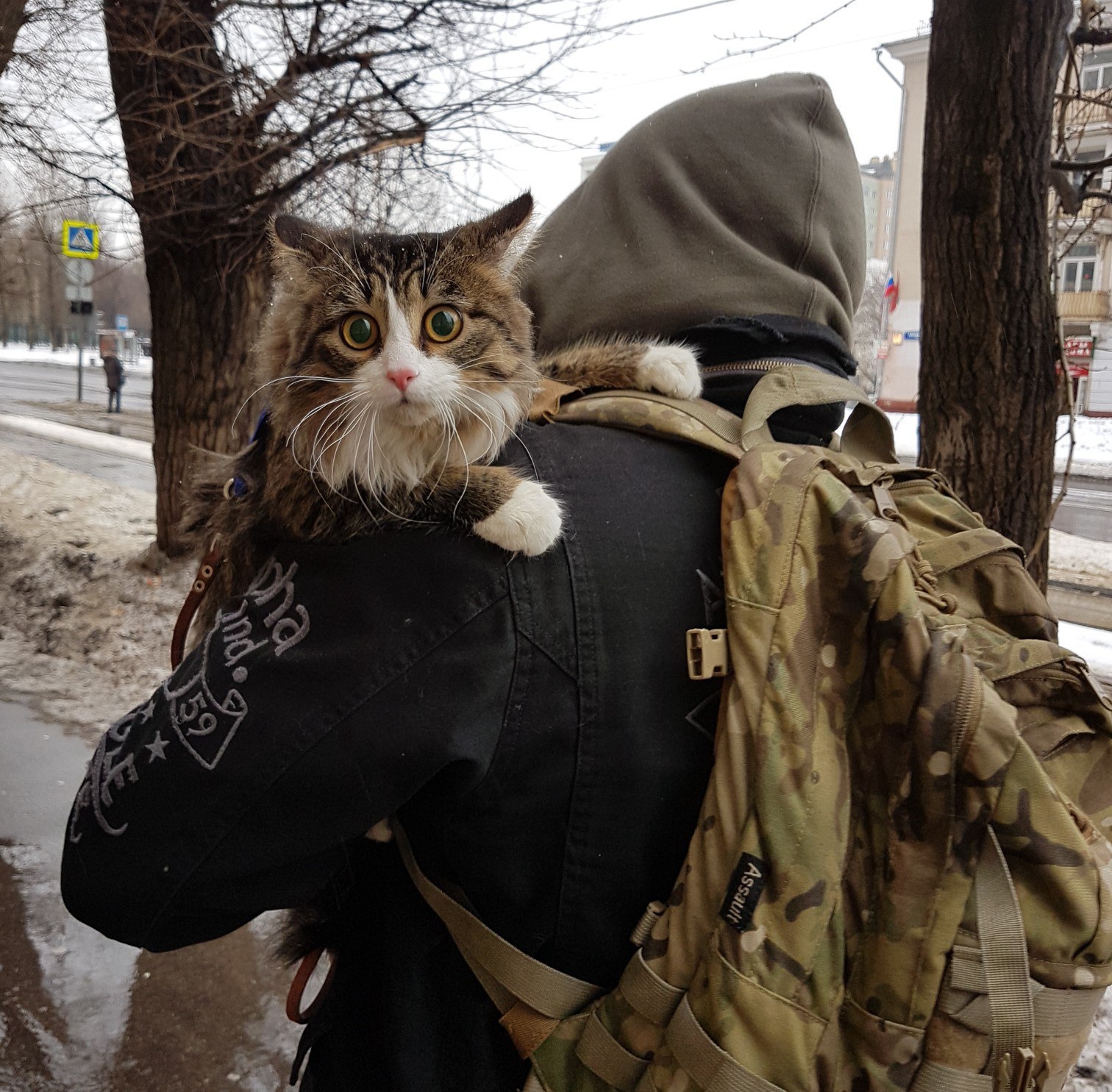 Нелегко быть котом среди сов. - Моё, Сова, Филин, Кот, Сыч, Домашние совы, Видео, Длиннопост