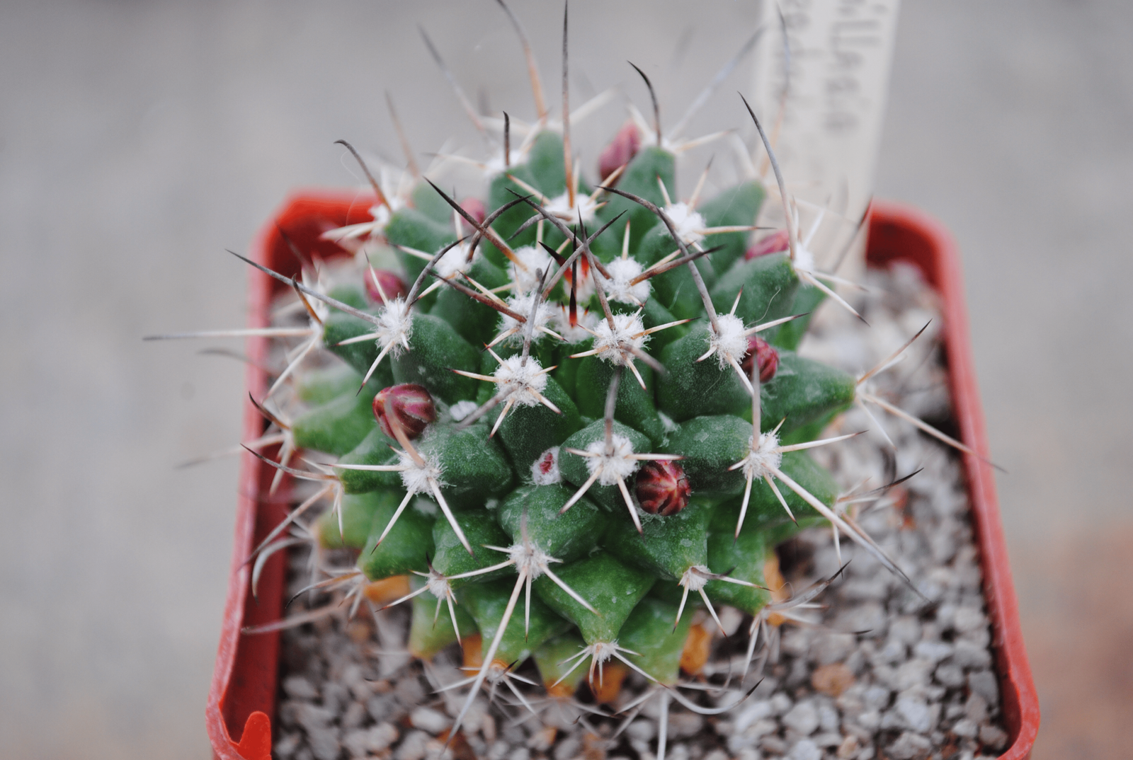 The world of cacti and succulents! - My, Cactus, Plants, Succulents, Greenhouse, Dive, Transfer