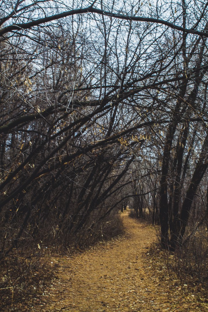 Morning in the forest - My, Canon, Canon 1000d, The photo, Nature, Spring, Forest, Longpost