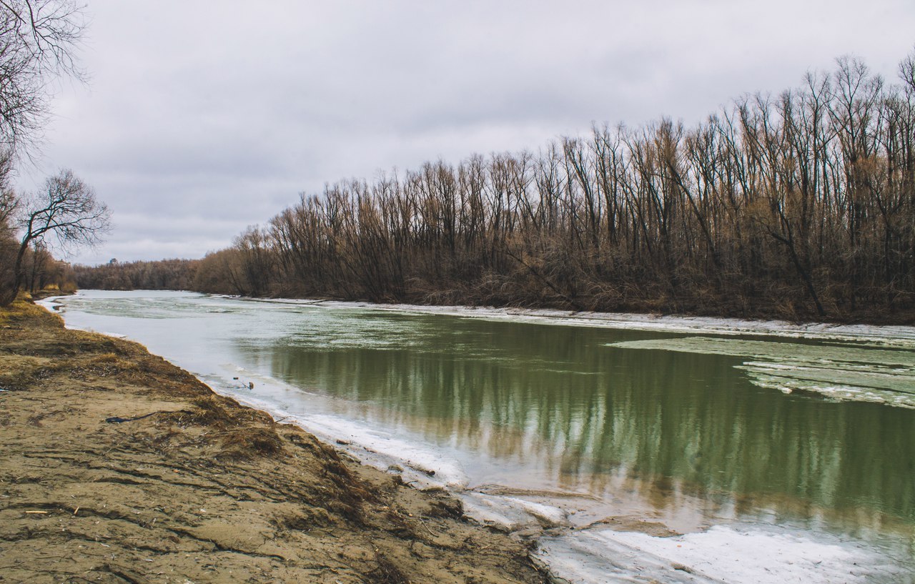 Утро в лесу - Моё, Canon, Canon 1000d, Фотография, Природа, Весна, Лес, Длиннопост