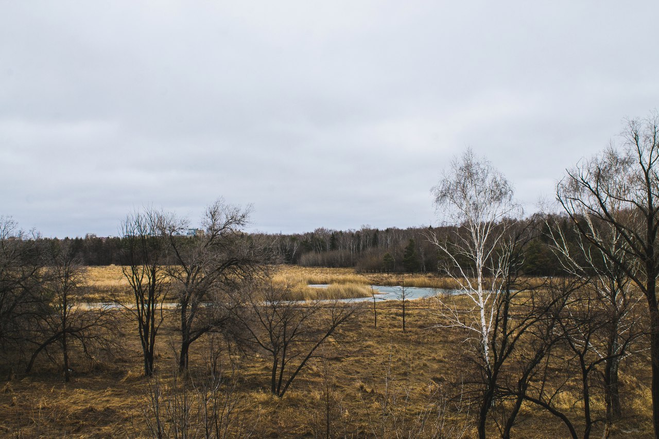 Morning in the forest - My, Canon, Canon 1000d, The photo, Nature, Spring, Forest, Longpost